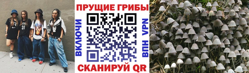 Галлюциногенные грибы прущие грибы  где продают   Городовиковск 